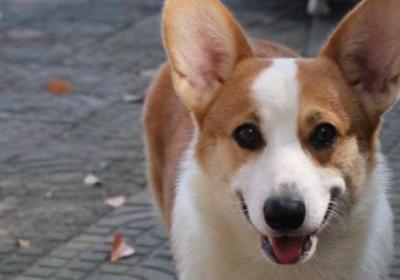 怎么训练柯基犬