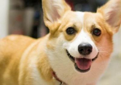 柯基可以吃草莓吗