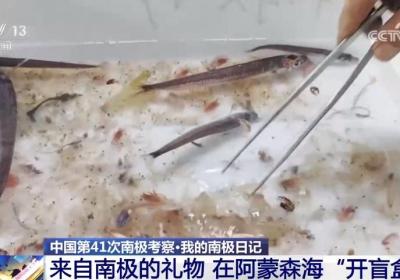 在阿蒙森海开“捕鱼盲盒”是什么体验？南极科考日记上新