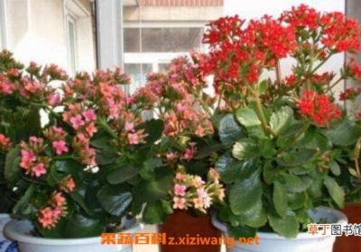 家里千万不能养的6种花 哪些花不能养殖在家里