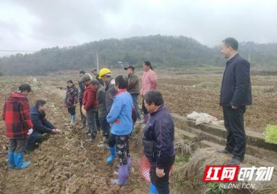东安：开展烟叶移栽培训 提高烟叶移栽效率