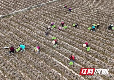 组图 | 湖南祁东：春日田间农事忙