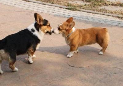柯基犬怎么看纯不纯