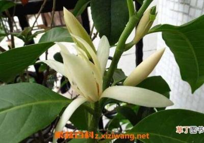 白兰花泡水的功效 白兰花如何泡水