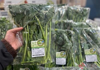 云南产板蓝根青菜首次规模化上架盒马
