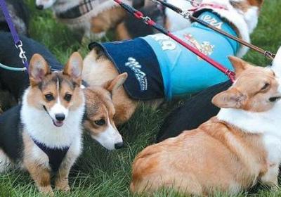 柯基犬换主人会怎样