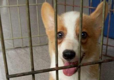 柯基犬会护主人吗
