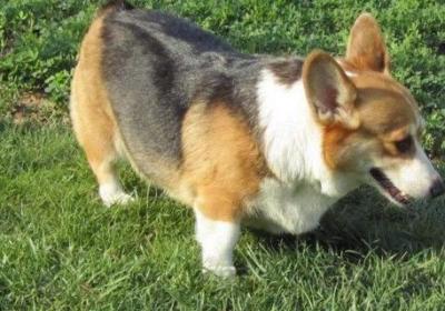 柯基精神不好怎么办
