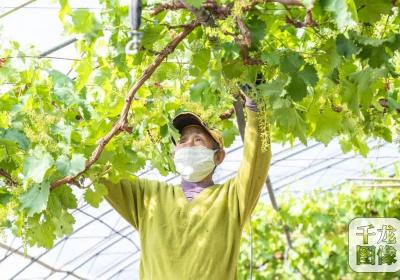 控产提质保有机 北京延庆金粟葡萄 “减产增收” 闯新路
