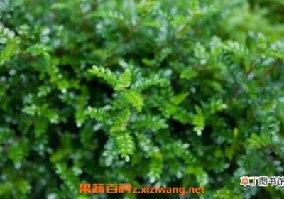 清香木与胡椒木的区别