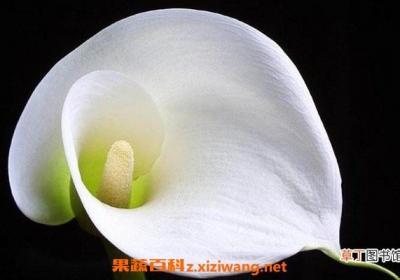 马蹄莲如何养殖 马蹄莲的养殖方法
