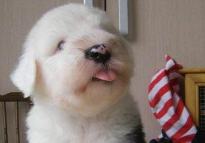古牧幼犬价格大概多少钱一只，古牧多少钱一只幼崽