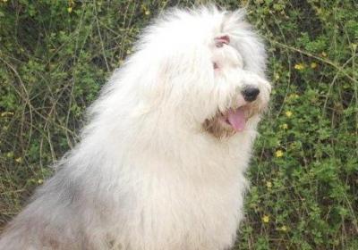 古牧犬智商排第几，智商排名第63位