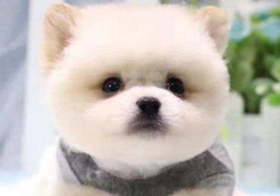 茶杯犬背后的血腥