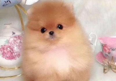 茶杯犬怎么养才不会死