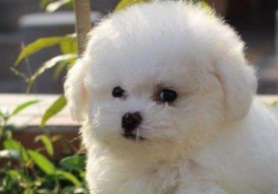 茶杯犬为什么那么小?