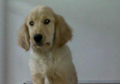 犬瘟热后期治疗方法