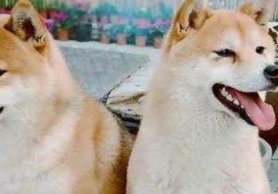 柴犬怎么训练,有什么方法?