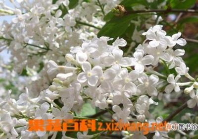 丁香的功效与作用