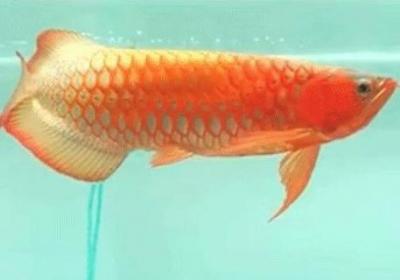 鱼缸浑浊的水变清的三种方法
