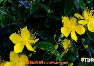 金丝梅的功效与作用及药用价值