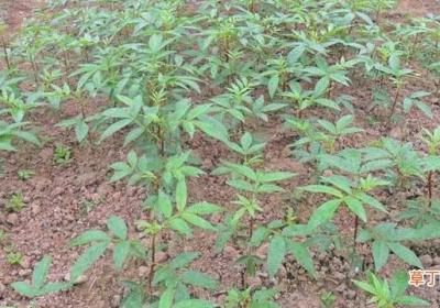 花椒籽怎么种才能发芽