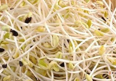 豆芽怎么种