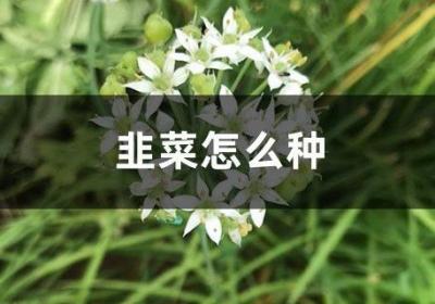 韭菜怎么种