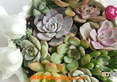 多肉植物长太高怎么办 多肉植物长太高的解决办法