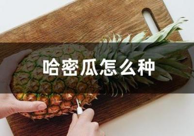 哈密瓜怎么种