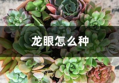 龙眼怎么种