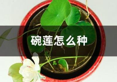 碗莲怎么种