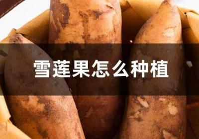 雪莲果怎么种植