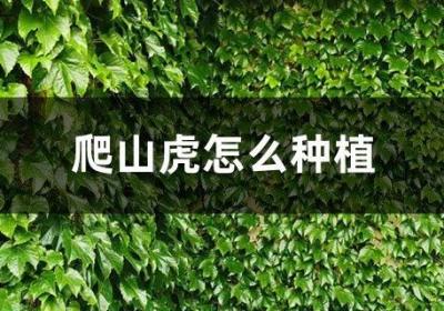 爬山虎怎么种植