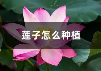 莲子怎么种植