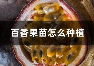 百香果苗怎么种植