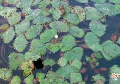 牛角菱怎么种植