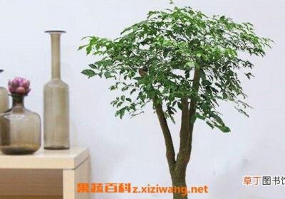 绿宝树和幸福树的区别