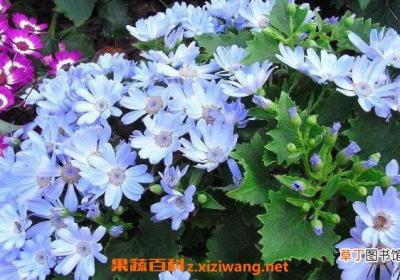 瓜叶菊怎么养 瓜叶菊的养殖方法和注意事项