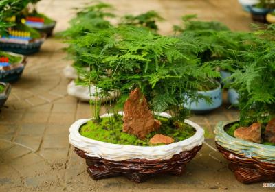 文竹叶子发黄的常见原因和处理方法