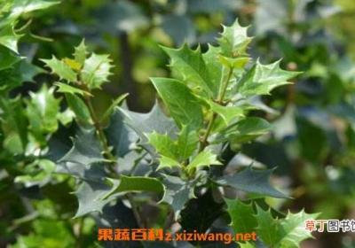 花叶柊树怎样养护 花叶柊树如何养殖