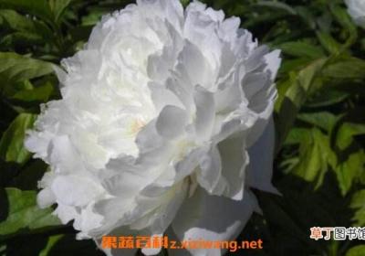 白芍药的功效与作用及药用价值