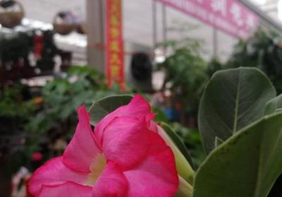 飘香藤怎样花多