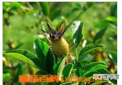 金樱子的功效和作用