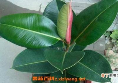 橡皮树怎么养 橡皮树的养殖方法和注意事项