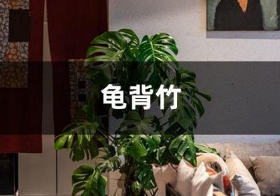 家里“龟背竹”长出“大白须”，问了别人才知道，原来作用这么大