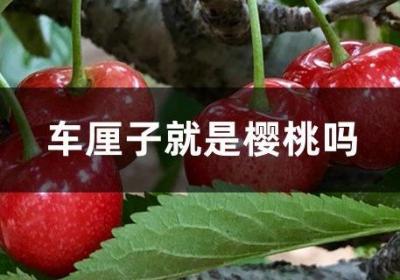 车厘子就是樱桃吗
