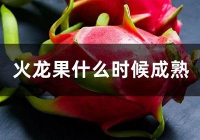 火龙果什么时候成熟