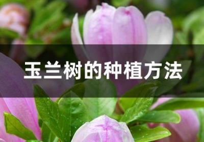 玉兰树的种植方法
