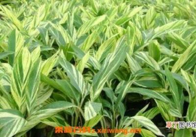 花叶良姜的功效与作用